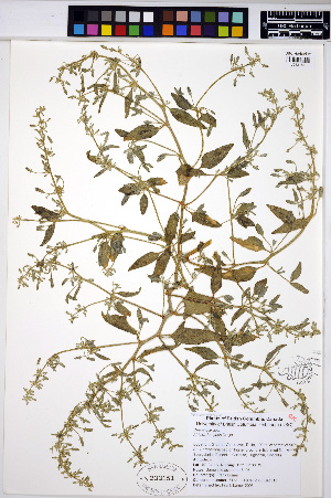  (Atriplex nudicaulis - HERB0113)  @11 [ ] CreativeCommons - Attribution Non-Commercial Share-Alike (2013) Unspecified UBC Herbarium