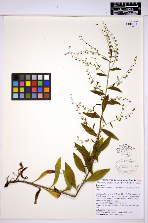  ( - HERB0088)  @11 [ ] CreativeCommons - Attribution Non-Commercial Share-Alike (2013) Unspecified UBC Herbarium