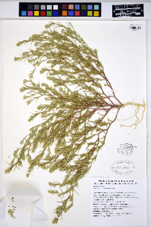  (Corispermum villosum - HERB0141)  @11 [ ] CreativeCommons - Attribution Non-Commercial Share-Alike (2013) Unspecified UBC Herbarium
