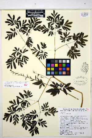  (Corydalis scouleri - HERB0348)  @11 [ ] CreativeCommons - Attribution Non-Commercial Share-Alike (2013) Unspecified UBC Herbarium