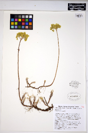  (Sedum forsterianum - HERB0193)  @11 [ ] CreativeCommons - Attribution Non-Commercial Share-Alike (2013) Unspecified UBC Herbarium