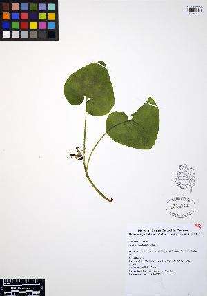  (Asarum caudatum - ERM835)  @11 [ ] CreativeCommons - Attribution Non-Commercial Share-Alike (2012) Unspecified UBC Herbarium