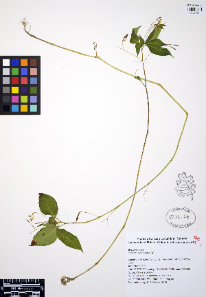  ( - ERM889)  @11 [ ] CreativeCommons - Attribution Non-Commercial Share-Alike (2012) Unspecified UBC Herbarium