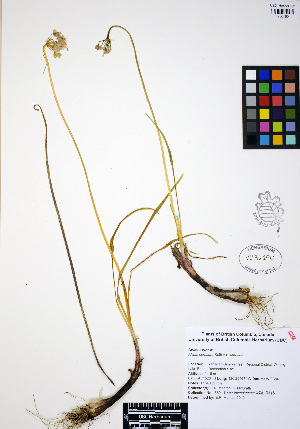  (Allium cernuum - ERM680)  @11 [ ] CreativeCommons - Attribution Non-Commercial Share-Alike (2012) Unspecified UBC Herbarium