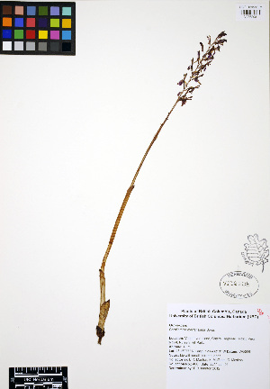  (Corallorhiza mertensiana - ERM460)  @11 [ ] CreativeCommons - Attribution Non-Commercial Share-Alike (2012) Unspecified UBC Herbarium