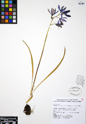  (Camassia quamash - ERM342)  @11 [ ] CreativeCommons - Attribution Non-Commercial Share-Alike (2012) Unspecified UBC Herbarium