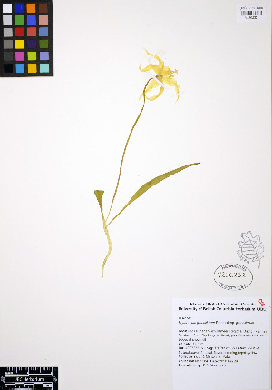  (Erythronium grandiflorum - ERM284)  @11 [ ] CreativeCommons - Attribution Non-Commercial Share-Alike (2012) Unspecified UBC Herbarium