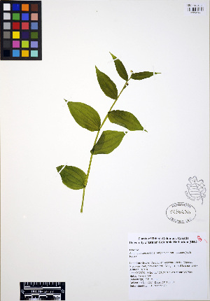  ( - ERM287)  @11 [ ] CreativeCommons - Attribution Non-Commercial Share-Alike (2012) Unspecified UBC Herbarium