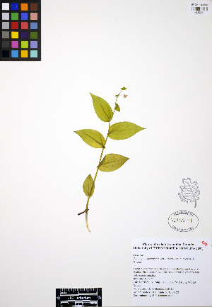  ( - ERM301)  @11 [ ] CreativeCommons - Attribution Non-Commercial Share-Alike (2012) Unspecified UBC Herbarium