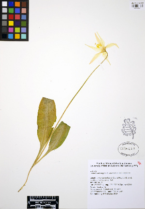  (Erythronium oregonum - ERM320)  @11 [ ] CreativeCommons - Attribution Non-Commercial Share-Alike (2012) Unspecified UBC Herbarium