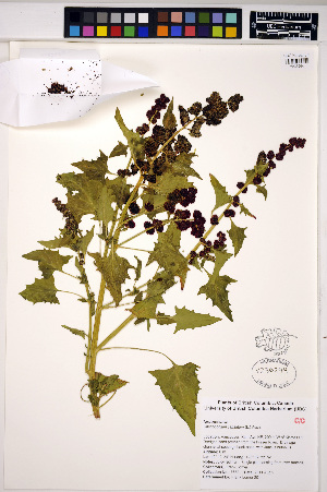  (Chenopodium capitatum - HERB0124)  @11 [ ] CreativeCommons - Attribution Non-Commercial Share-Alike (2013) Unspecified UBC Herbarium