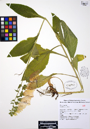  ( - ERM807)  @11 [ ] CreativeCommons - Attribution Non-Commercial Share-Alike (2012) Unspecified UBC Herbarium