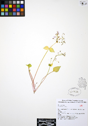  ( - ERM914)  @11 [ ] CreativeCommons - Attribution Non-Commercial Share-Alike (2012) Unspecified UBC Herbarium