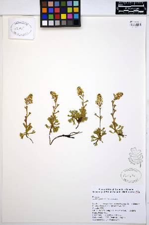  (Luetkea - ERM1085)  @11 [ ] CreativeCommons - Attribution Non-Commercial Share-Alike (2013) Unspecified UBC Herbarium