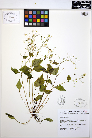  ( - MF178)  @11 [ ] CreativeCommons - Attribution Non-Commercial Share-Alike (2013) Unspecified UBC Herbarium