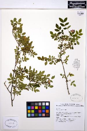  ( - MF176)  @11 [ ] CreativeCommons - Attribution Non-Commercial Share-Alike (2013) Unspecified UBC Herbarium