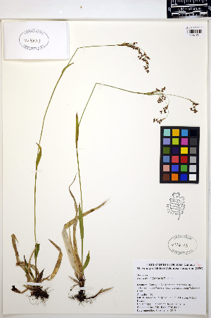  (Luzula piperi - MF240)  @11 [ ] CreativeCommons - Attribution Non-Commercial Share-Alike (2013) Unspecified UBC Herbarium