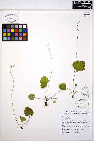  ( - MF227)  @11 [ ] CreativeCommons - Attribution Non-Commercial Share-Alike (2013) Unspecified UBC Herbarium