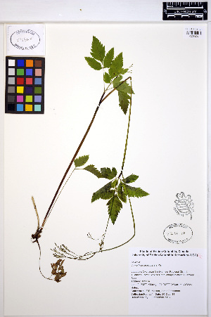  ( - MF221)  @11 [ ] CreativeCommons - Attribution Non-Commercial Share-Alike (2013) Unspecified UBC Herbarium