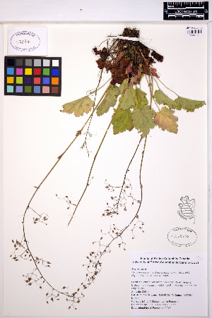  (Heuchera micrantha - MF200)  @11 [ ] CreativeCommons - Attribution Non-Commercial Share-Alike (2013) Unspecified UBC Herbarium