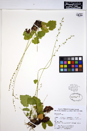  ( - MF262)  @11 [ ] CreativeCommons - Attribution Non-Commercial Share-Alike (2013) Unspecified UBC Herbarium