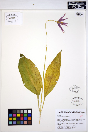  (Erythronium revolutum - MF41)  @11 [ ] CreativeCommons - Attribution Non-Commercial Share-Alike (2013) Unspecified UBC Herbarium