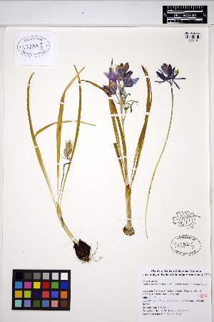  (Camassia quamash - ERM1178)  @11 [ ] CreativeCommons - Attribution Non-Commercial Share-Alike (2013) Unspecified UBC Herbarium
