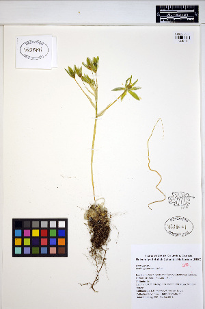  (Ornithogalum umbellatum - ERM1337)  @11 [ ] CreativeCommons - Attribution Non-Commercial Share-Alike (2013) Unspecified UBC Herbarium