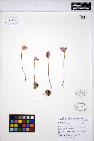  (Allium acuminatum - ERM1378)  @11 [ ] CreativeCommons - Attribution Non-Commercial Share-Alike (2013) Unspecified UBC Herbarium