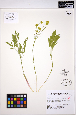  (Lomatium nudicaule - ERM1351)  @11 [ ] CreativeCommons - Attribution Non-Commercial Share-Alike (2013) Unspecified UBC Herbarium