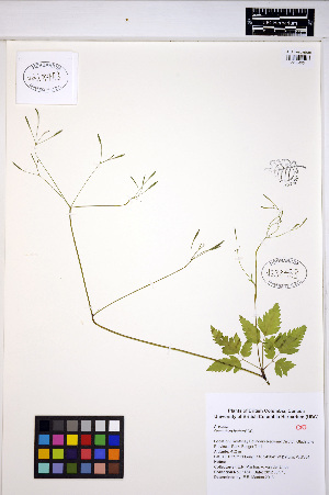  ( - ERM1454)  @11 [ ] CreativeCommons - Attribution Non-Commercial Share-Alike (2013) Unspecified UBC Herbarium