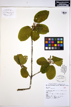  (Rhamnus purshiana - MF129)  @11 [ ] CreativeCommons - Attribution Non-Commercial Share-Alike (2013) Unspecified UBC Herbarium
