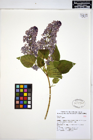  ( - ERM1274)  @11 [ ] CreativeCommons - Attribution Non-Commercial Share-Alike (2013) Unspecified UBC Herbarium