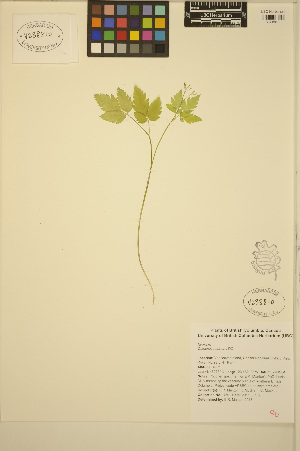  ( - ERM459)  @11 [ ] CreativeCommons - Attribution Non-Commercial Share-Alike (2013) Unspecified UBC Herbarium