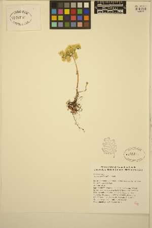  (Sedum spathulifolium - ERM473)  @11 [ ] CreativeCommons - Attribution Non-Commercial Share-Alike (2013) Unspecified UBC Herbarium