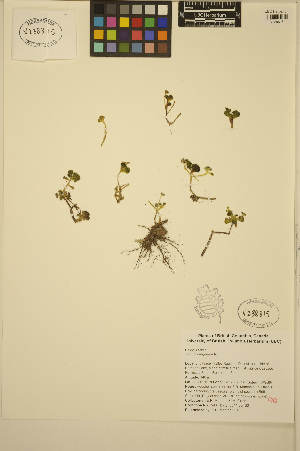  (Sedum oreganum - ERM590)  @11 [ ] CreativeCommons - Attribution Non-Commercial Share-Alike (2013) Unspecified UBC Herbarium