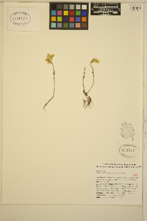  (Sedum lanceolatum - ERM673)  @11 [ ] CreativeCommons - Attribution Non-Commercial Share-Alike (2013) Unspecified UBC Herbarium