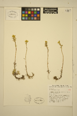  (Sedum stenopetalum - ERM1441)  @11 [ ] CreativeCommons - Attribution Non-Commercial Share-Alike (2013) Unspecified UBC Herbarium