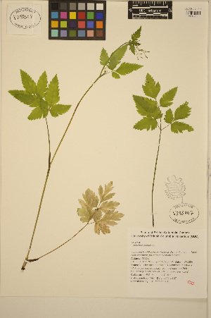  ( - ERM1597)  @11 [ ] CreativeCommons - Attribution Non-Commercial Share-Alike (2013) Unspecified UBC Herbarium
