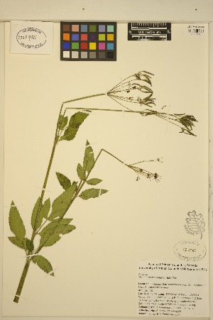  ( - FF8)  @11 [ ] CreativeCommons - Attribution Non-Commercial Share-Alike (2013) Unspecified UBC Herbarium