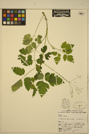  ( - JDF5)  @11 [ ] CreativeCommons - Attribution Non-Commercial Share-Alike (2013) Unspecified UBC Herbarium