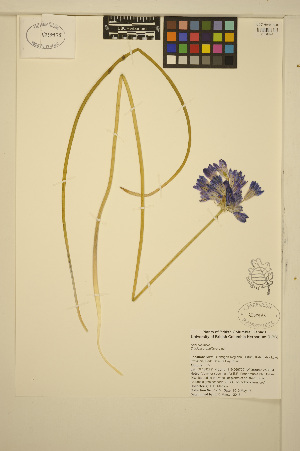  (Triteleia grandiflora - ERM1755)  @11 [ ] CreativeCommons - Attribution Non-Commercial Share-Alike (2013) Unspecified UBC Herbarium