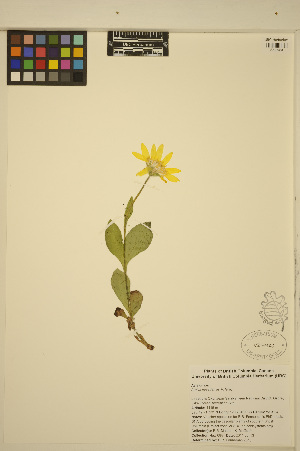  (Arnica nevadensis - ERM685)  @11 [ ] CreativeCommons - Attribution Non-Commercial Share-Alike (2013) Unspecified UBC Herbarium