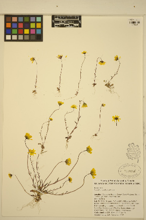  (Crocidium multicaule - MF325)  @11 [ ] CreativeCommons - Attribution Non-Commercial Share-Alike (2013) Unspecified UBC Herbarium
