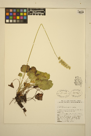  ( - FF39)  @11 [ ] CreativeCommons - Attribution Non-Commercial Share-Alike (2014) Unspecified UBC Herbarium