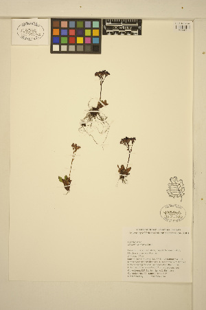  (Micranthes rufidula - MF52)  @11 [ ] CreativeCommons - Attribution Non-Commercial Share-Alike (2014) Unspecified UBC Herbarium