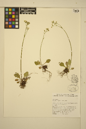  ( - MF334)  @11 [ ] CreativeCommons - Attribution Non-Commercial Share-Alike (2014) Unspecified UBC Herbarium