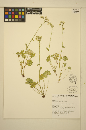  (Hemieva - MF351)  @11 [ ] CreativeCommons - Attribution Non-Commercial Share-Alike (2014) Unspecified UBC Herbarium