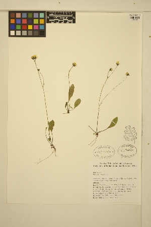  (Hieracium gracile - ERM1132)  @11 [ ] CreativeCommons - Attribution Non-Commercial Share-Alike (2014) Unspecified UBC Herbarium