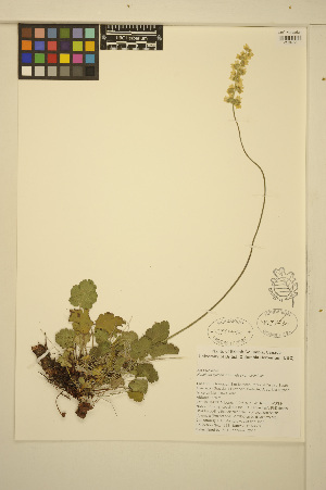  ( - ERM1238)  @11 [ ] CreativeCommons - Attribution Non-Commercial Share-Alike (2014) Unspecified UBC Herbarium